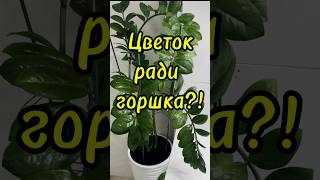 Купила цветок ради горшка или спасаем Замиокулькас чайнаяроза tearose [upl. by Ashton]