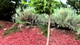 Mediterranean Garden WaterWise Garden in Rio Rancho NM [upl. by Hairym]