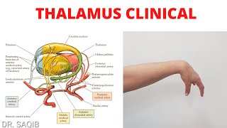 Thalamus Clinicals  Blood Supply of Thalamus  WernickeKorsakoff Syndrome  Thalamic Hand [upl. by Ppilihp]