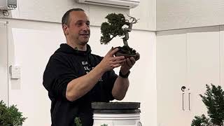 Bonsai Critique Shimpaku junipers at the Yarra Valley Bonsai Society meeting July 2024 [upl. by Ayatahs]