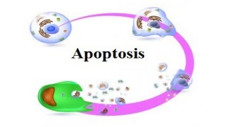 apoptosis  apoptosis  introduction morphologic changes and mechanism [upl. by Kammerer]