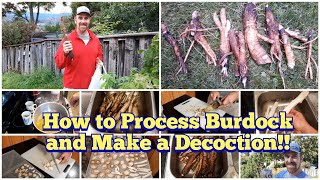 How to Process Burdock Root and How to Make Burdock DecoctionTea [upl. by Beverly650]