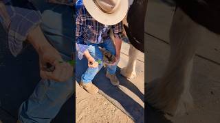 Now thats a ROCK horse hoof barn asmrcleaning cleaning asmr [upl. by Laeira750]