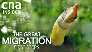 A New Home For Asias Largest Bird Park  The Great Migration First Steps  Full Episode [upl. by Eduino108]