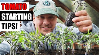 8 Tomato Seed Starting Tips For 2024 [upl. by Anotal995]