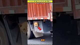 Truck 🚛 के अंदर ही dog का घर बना दिया 😱😲 [upl. by Aniraz]