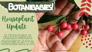 Ardisia Crenata Houseplant Coral Berry  Botanibabies [upl. by Ylas267]