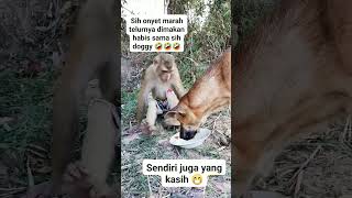 Monkey vs doogydog monkey hiburanlucugokil funny shorts youtubeshorts viralshort [upl. by Relyhs]