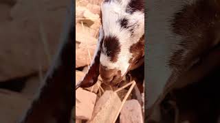 Baby Goats Playing  Baby Goat Adventures goatbaby goat babyanimal cow 911onABC RHOC Pompeo [upl. by Trin]