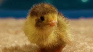 Lonely baby quail chick wants to be held  cuteness level 1 billion [upl. by Lyndel]