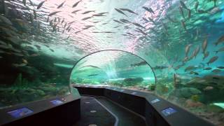 Ripleys Aquarium of Canada [upl. by Melodie56]