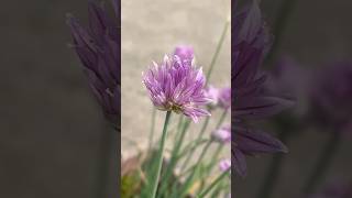 chives jimbu Allium schoenoprasum perennial culinary aromatic overtheworld insectrepellant [upl. by Omixam]