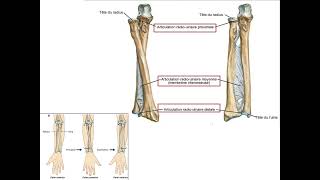 Anatomie du Coude Structures Mouvements et Fonctions Musculaires [upl. by Shawna]