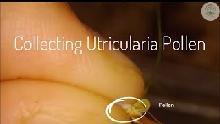 Collecting Utricularia pollen [upl. by Isnyl]