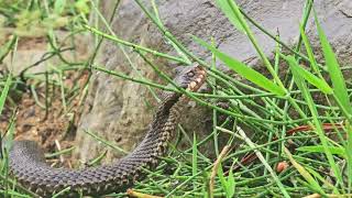 Chester Zoo  Adder 29 June 2024 [upl. by Kipton124]