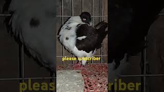 urgent modenapigeonvideos pigeon kabutar romjanbhaifancypigeonsfarm fancypigeons [upl. by Harcourt384]