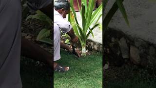 Gardening viralvideo shorts gardening [upl. by Annawd]