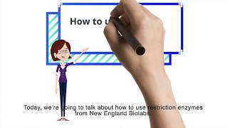 How to use Restriction Enzyme from NEB [upl. by Tabbitha]