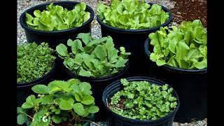 75 Vegetable Container Garden Ideas [upl. by Ecnahoy865]