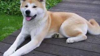 Akita dog movie free Akita dog book [upl. by Colier]