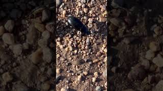 Darkling Beetle 47 lunacounty darklingbeetle chihuahuandesert nature insect [upl. by Nowell]