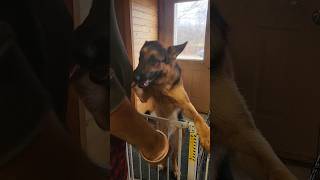 How do german shepherds show affectionshorts viral videos [upl. by Eerpud529]