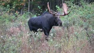 Moose hunt 2024 First bull week zone 1 Maine [upl. by Cob634]