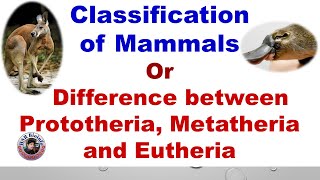 Classification of mammals  Difference between Prototheria Metatheria and Eutheria  HSR Bioinfo [upl. by Nairda]