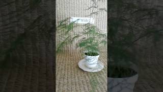 Plumosa fern from my Online Plant Nursery in Phoenix AZ [upl. by Percy]