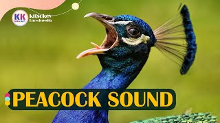 Peacock sound Peacock sound with video peacock call Peacock sound effect [upl. by Yenffad282]