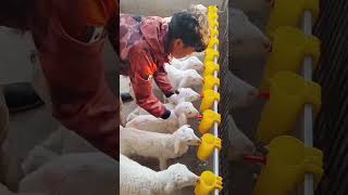 The artificial feeding of lambs is very interesting automobile machinetools machine [upl. by Elocyn]