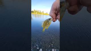 My man darted for the water fishing fish fishspecies bluegill panfish panfishing dayfishing [upl. by Sila]