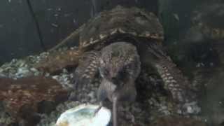 turtle eats live mouse whole [upl. by Tillo]