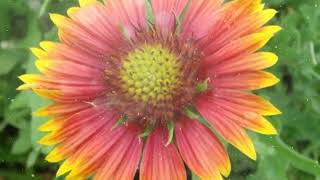 How to Grow Gaillardia [upl. by Kluge]