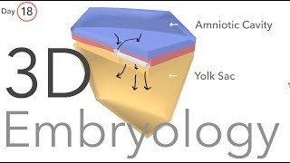 Gastrulation  Embryology [upl. by Llewol390]