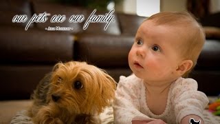 Yorkie Dogs Meeting Babies for the First Time  Yorkie Dog Laughing and Playing Baby Compilation [upl. by Aryt]