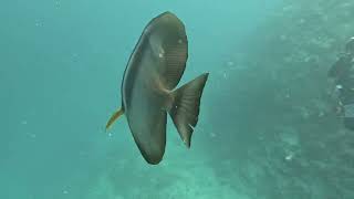 Batfish following me when scuba diving [upl. by Bouton]