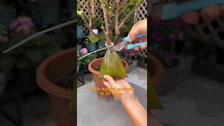 three legged Plumeria method can growing more roots quickly bougainvillea plumeria [upl. by Naujej]