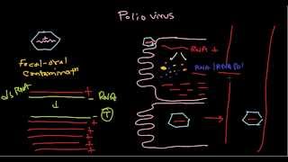 Polio virus life cycle [upl. by Silvanus]