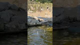 Humboldt penguin travel happy nature music drums bass audiophilemusic sound [upl. by Raouf]