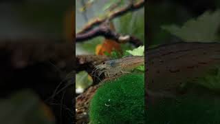 Caridina Japonica Multidentata  MossballMarimo [upl. by Ellenij]