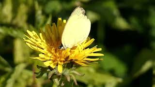 Northern Grass Yellow Butterfly Sips Floral Nectar of Common Dandelion 240fps [upl. by Ambrogio]