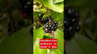 🛑Ardisia Elliptical Coralberry 🛑 shortvideo shorts short plants [upl. by Hashimoto]