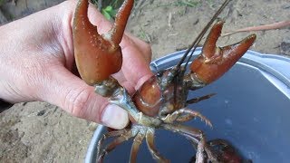 Trapping Big Signal Crayfish in the Pacific Northwest [upl. by Pierrette]