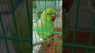 Mithu 🦜 Sity Marny Ka style cute 🥰 ❤️ [upl. by Rovner]