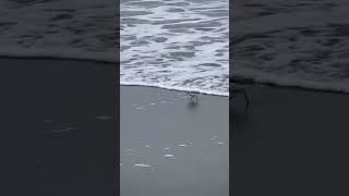 Piping Plovers plover shorebirds birds [upl. by Prady]