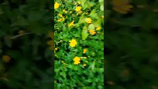 wildflowers flowersLkarkisubscribe hindisong music bollywoodsongs comment likeshare [upl. by Aikkin]