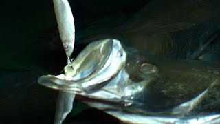 How Fish Eat in SLOW MOTION  Smarter Every Day 118 [upl. by Ahsas195]