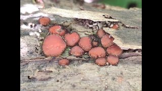 Identifying Eyelash Fungus Scutellinia scutellata [upl. by Marcelline460]