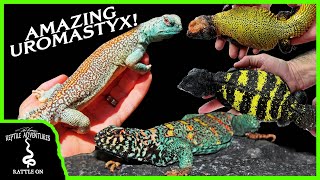 THE BEST UROMASTYX BREEDER IN EUROPE  Revisited [upl. by Aicirtac]